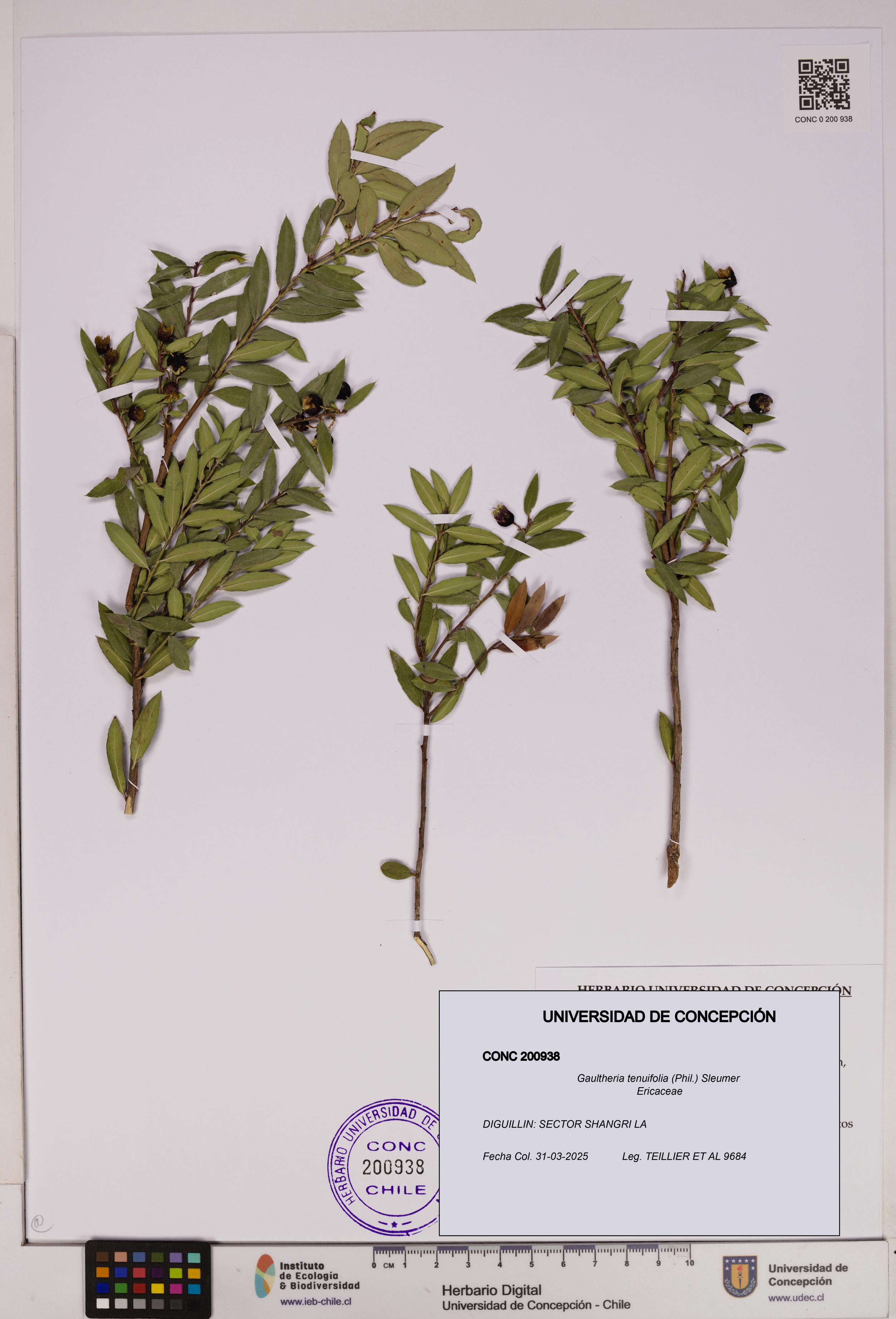 Gaultheria tenuifolia [Espécimen: UDEC:CONC:0200938]