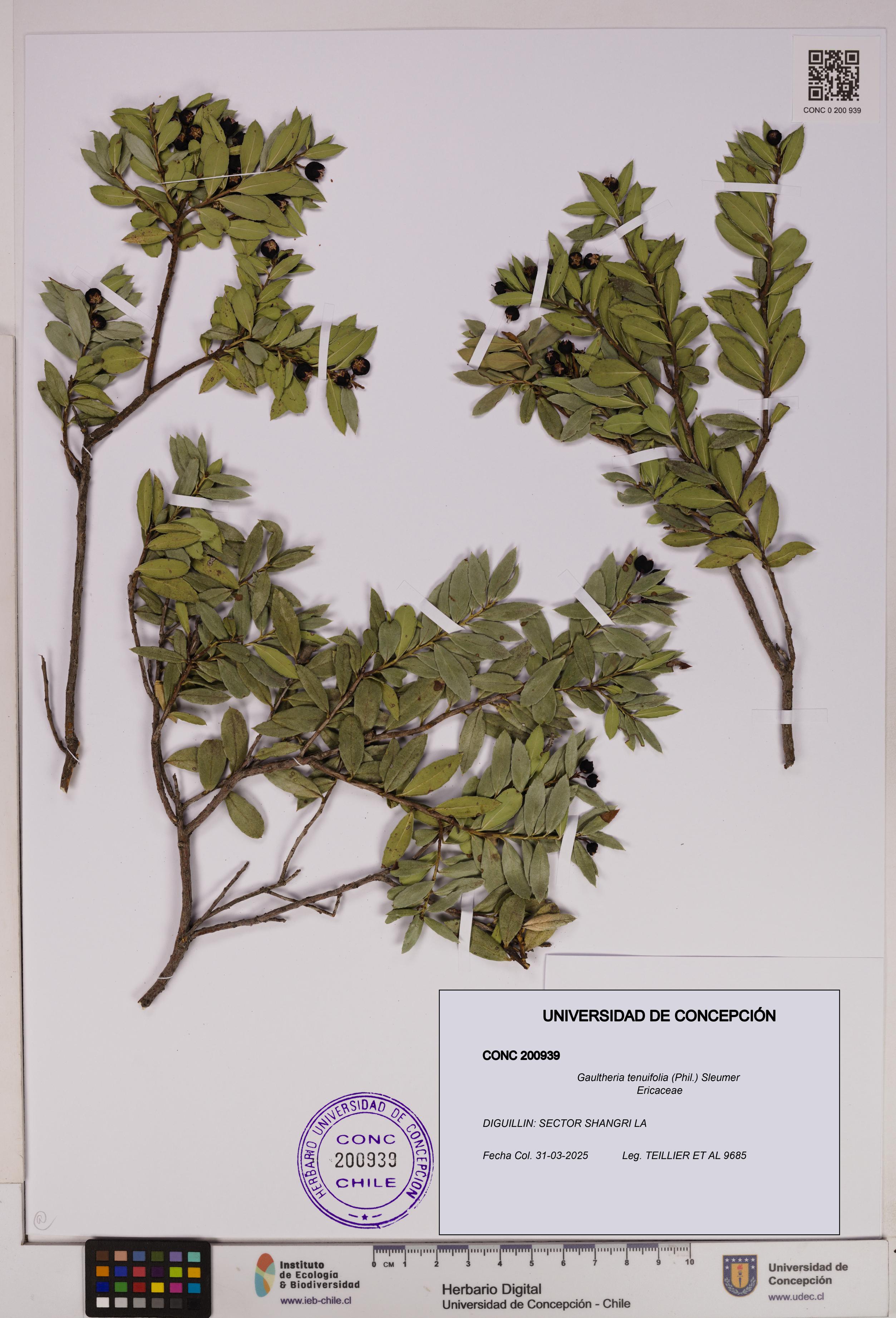 Gaultheria tenuifolia [Espécimen: UDEC:CONC:0200939]