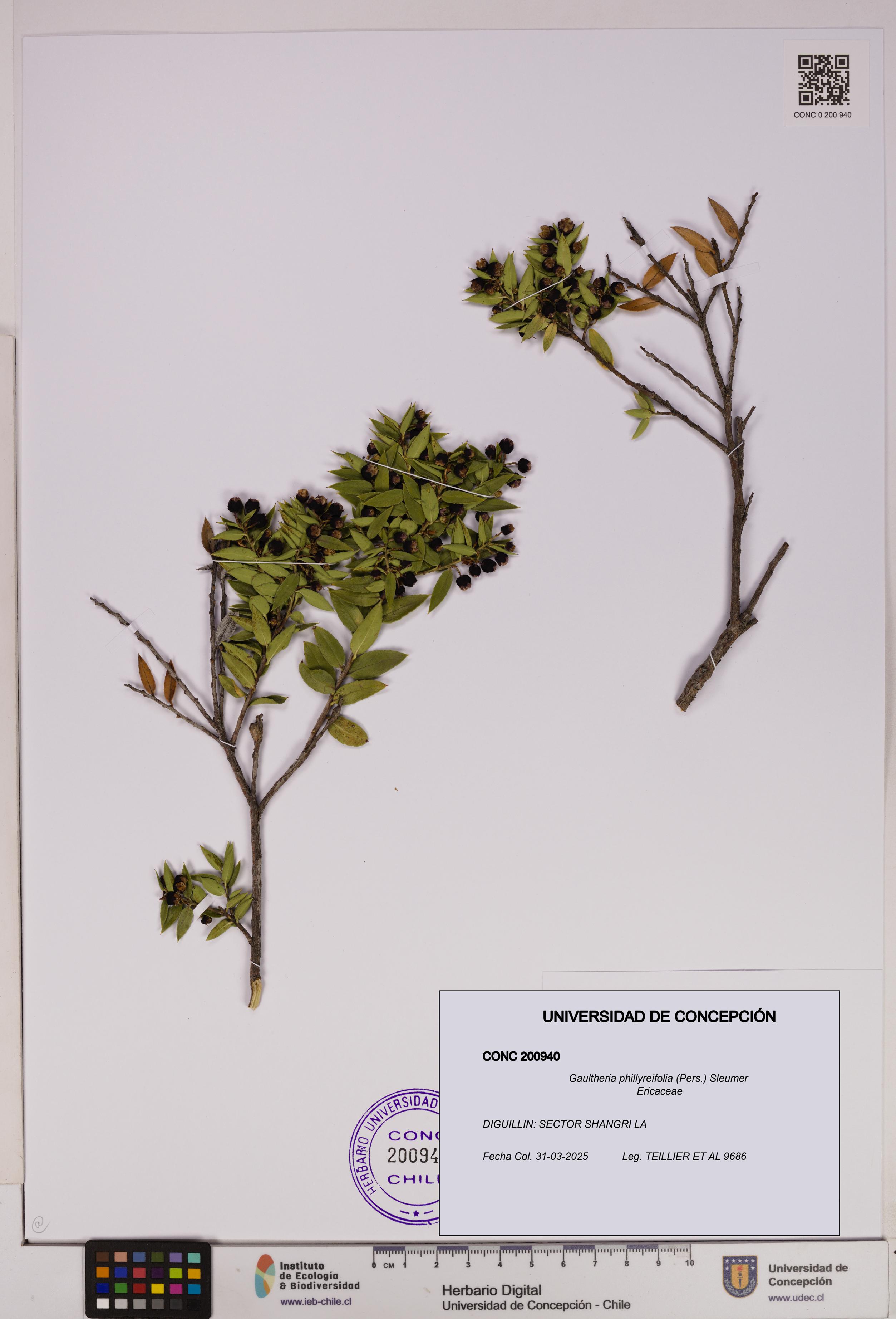 Gaultheria phillyreifolia [Espécimen: UDEC:CONC:0200940]