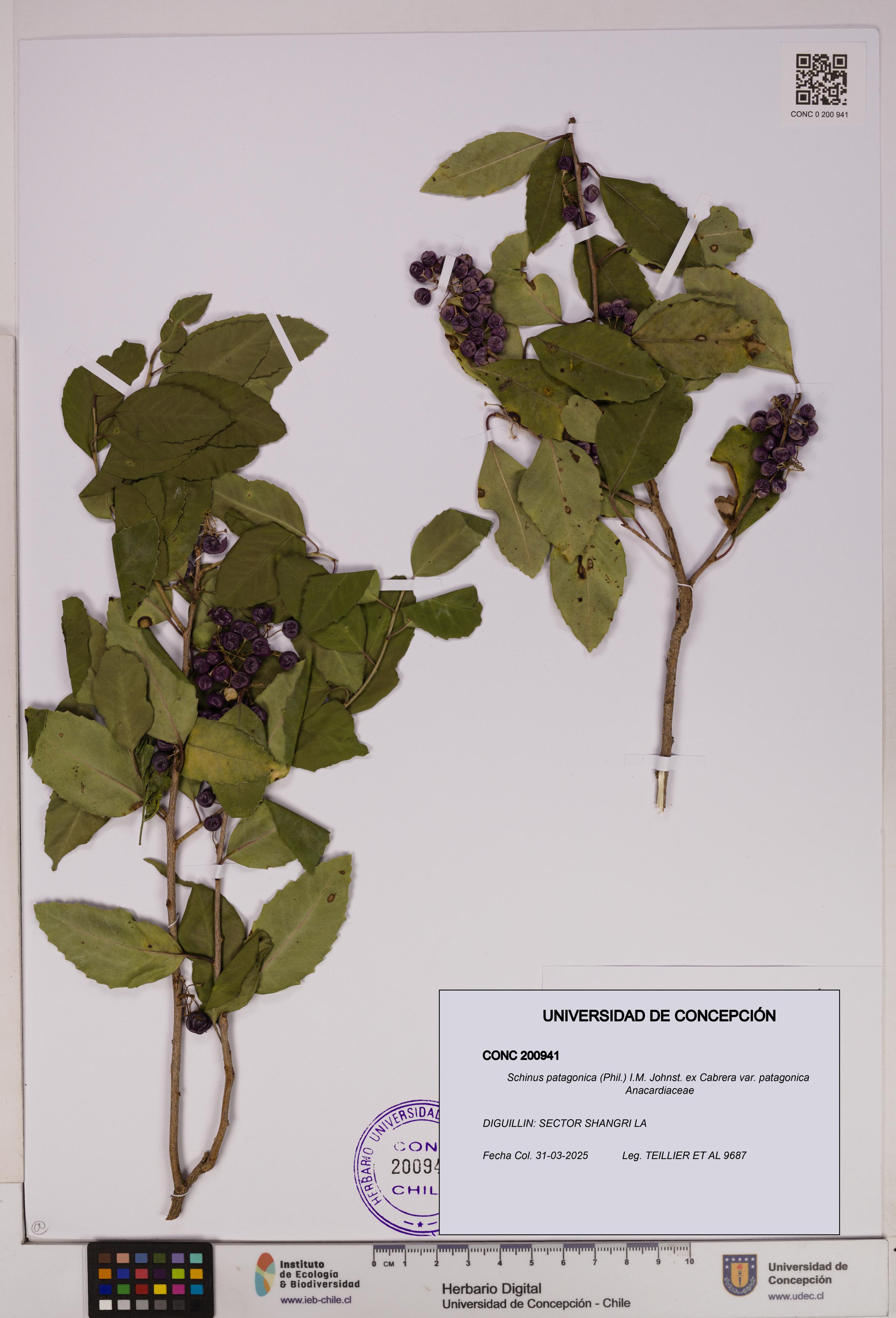 Schinus patagonica var. patagonica [Espécimen: UDEC:CONC:0200941]