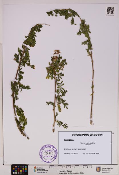 Adesmia propinqua [Espécimen: UDEC:CONC:0200942]