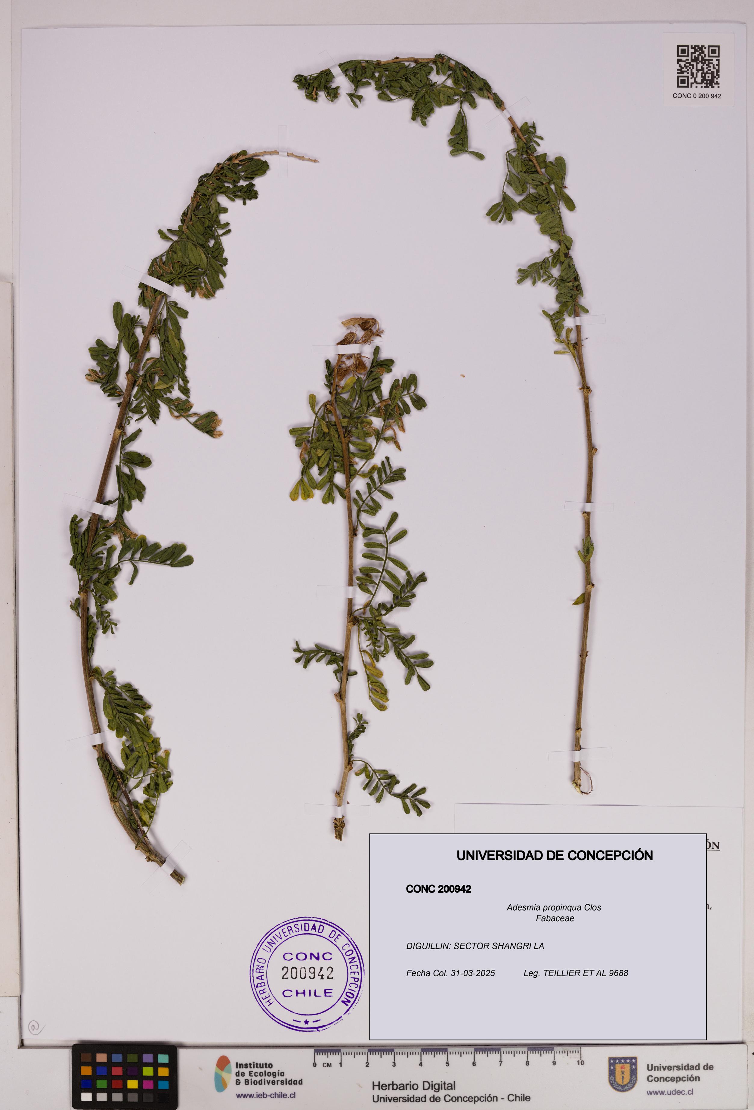 Adesmia propinqua [Espécimen: UDEC:CONC:0200942]