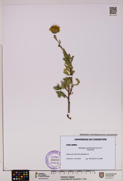 Haplopappus grindelioides [Espécimen: UDEC:CONC:0200943]