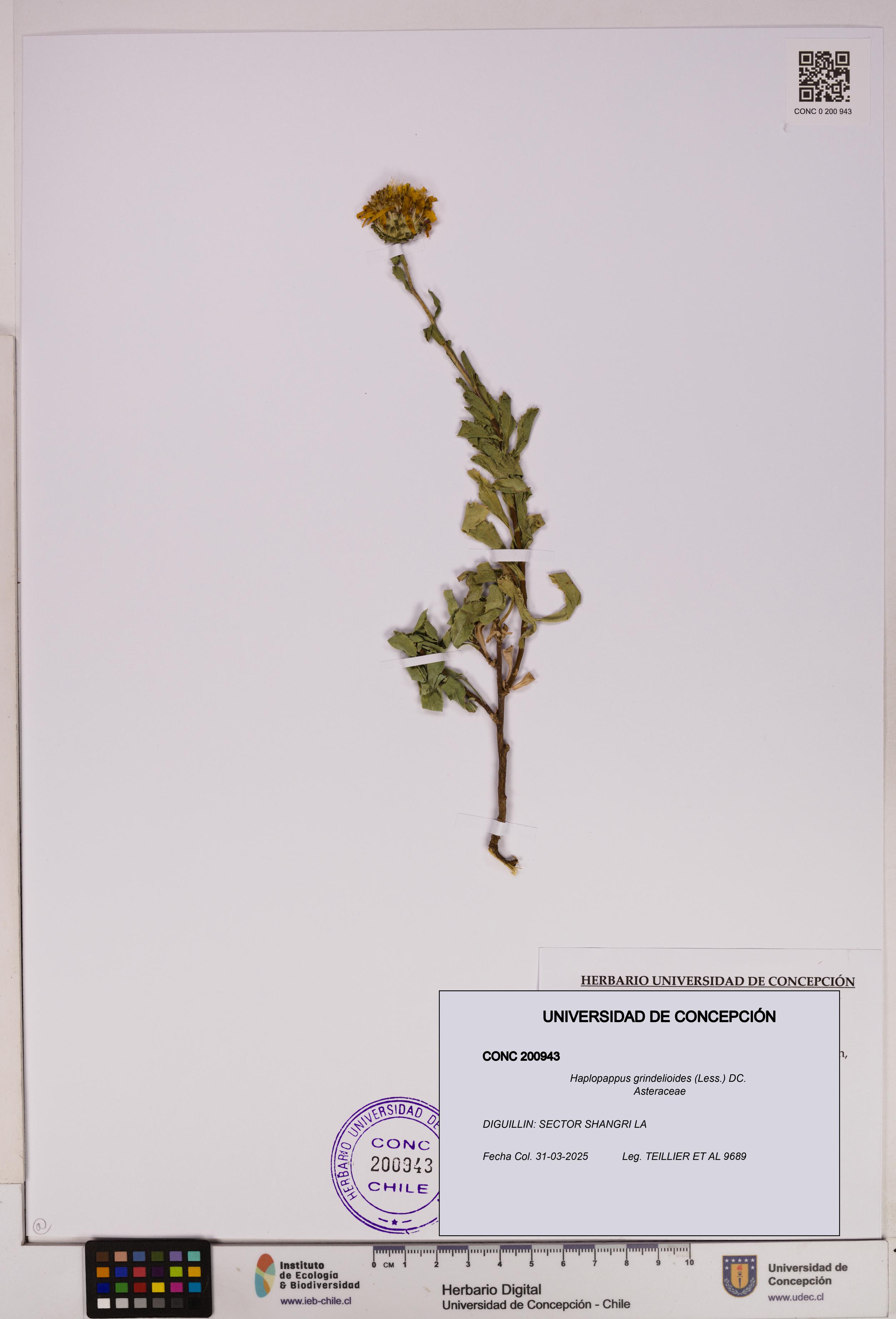 Haplopappus grindelioides [Espécimen: UDEC:CONC:0200943]