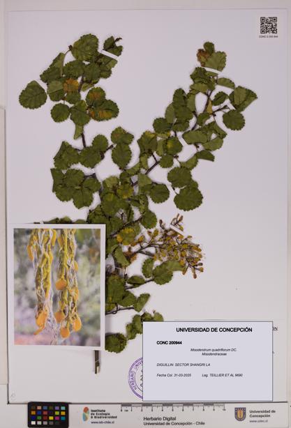 Misodendrum quadriflorum [Espécimen: UDEC:CONC:0200944]
