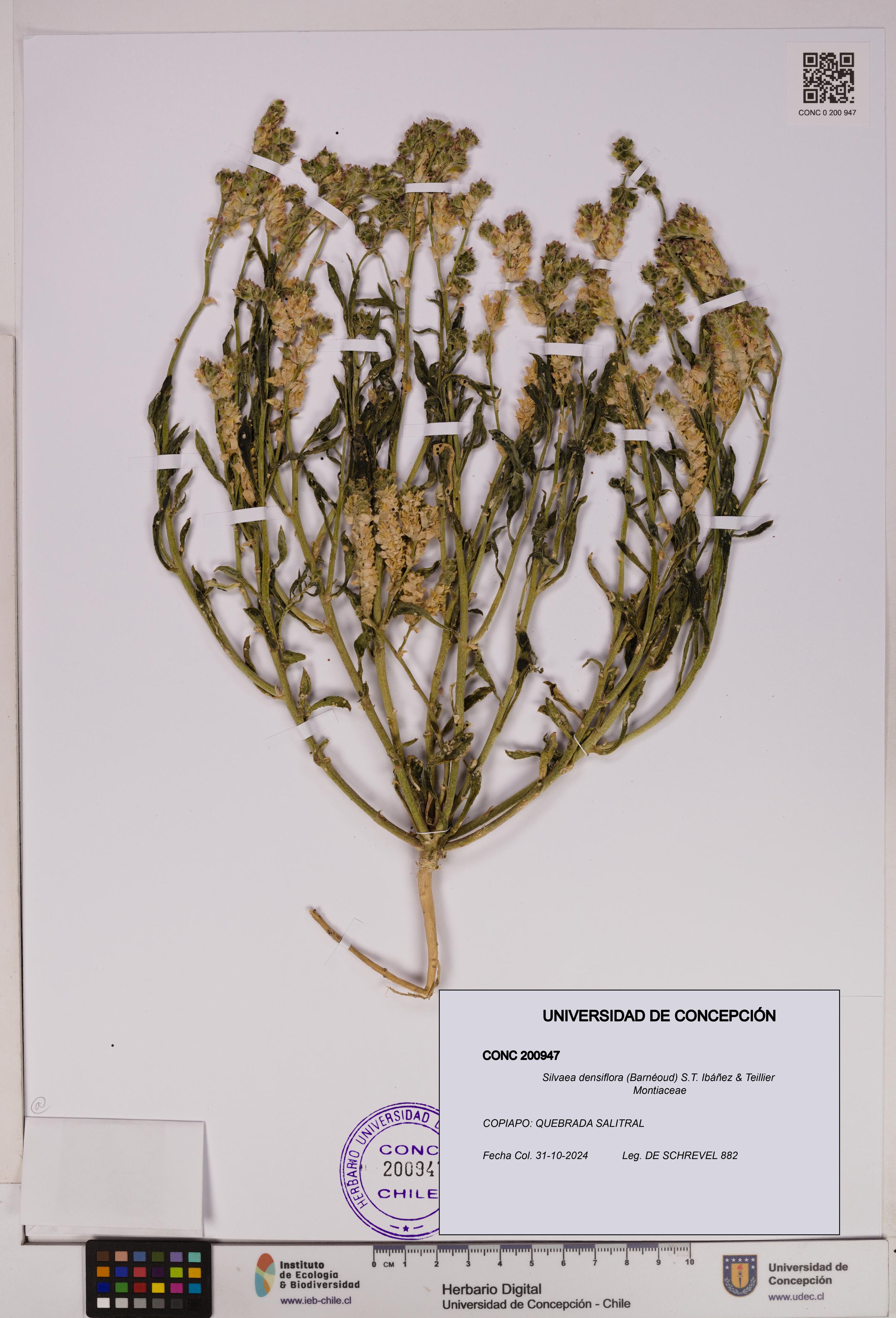 Silvaea densiflora [Espécimen: UDEC:CONC:0200947]