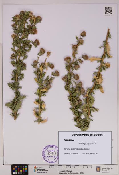 Haplopappus villanuevae [Espécimen: UDEC:CONC:0200948]