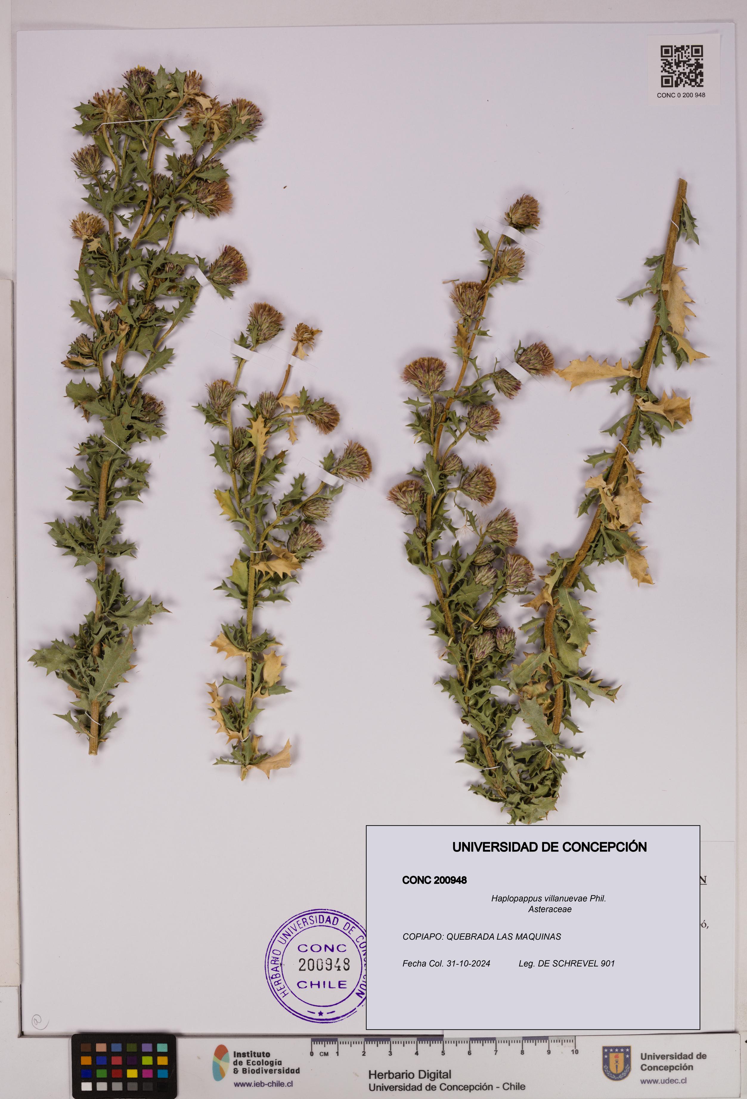 Haplopappus villanuevae [Espécimen: UDEC:CONC:0200948]