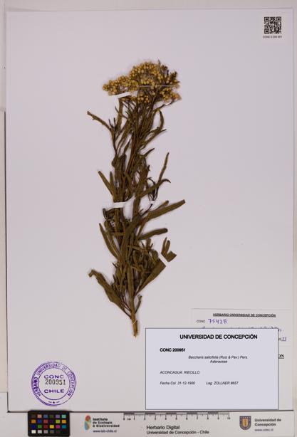 Baccharis salicifolia [Espécimen: UDEC:CONC:0200951]