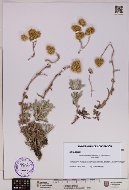 Pseudognaphalium gayanum [Espécimen: UDEC:CONC:0200952]