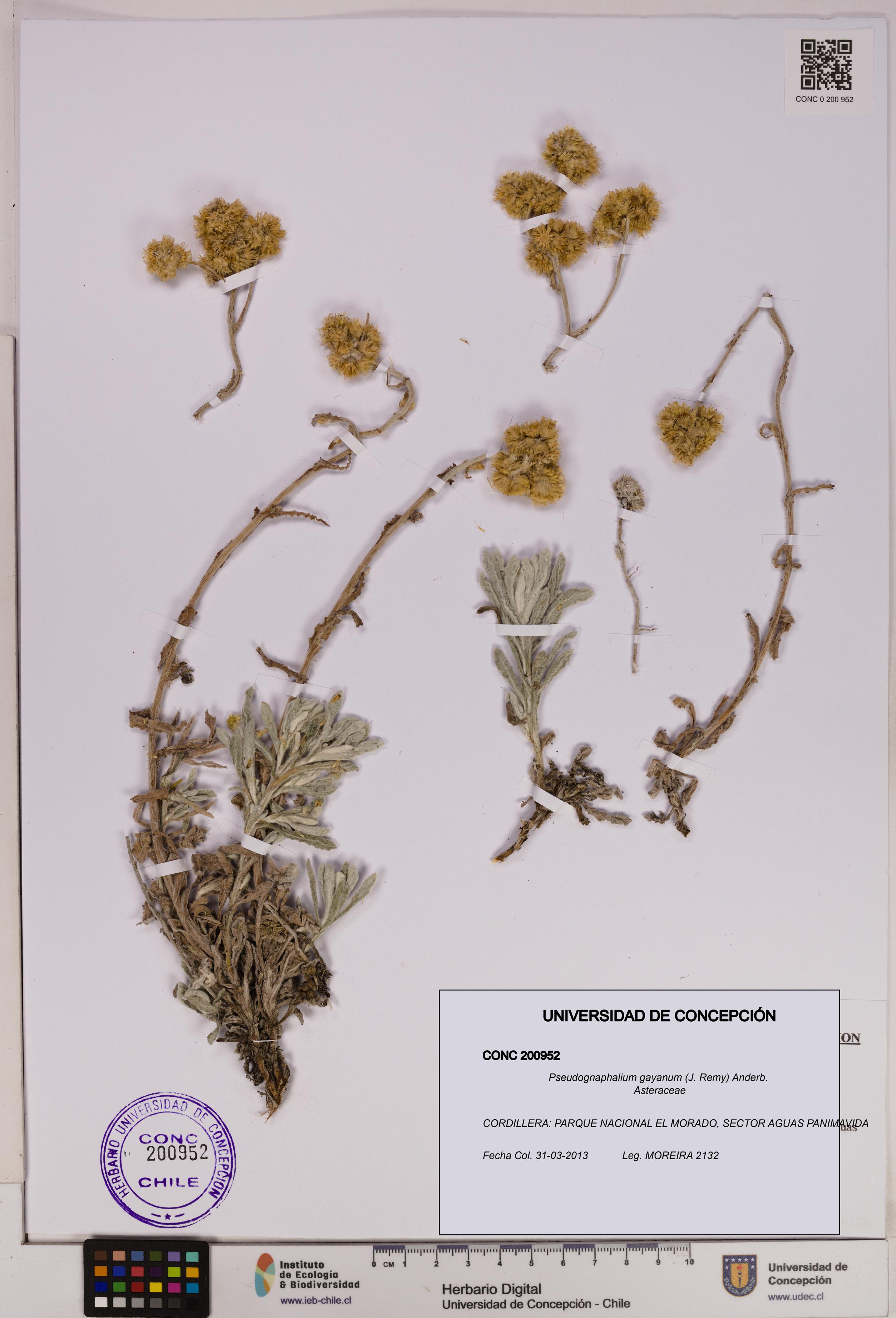 Pseudognaphalium gayanum [Espécimen: UDEC:CONC:0200952]