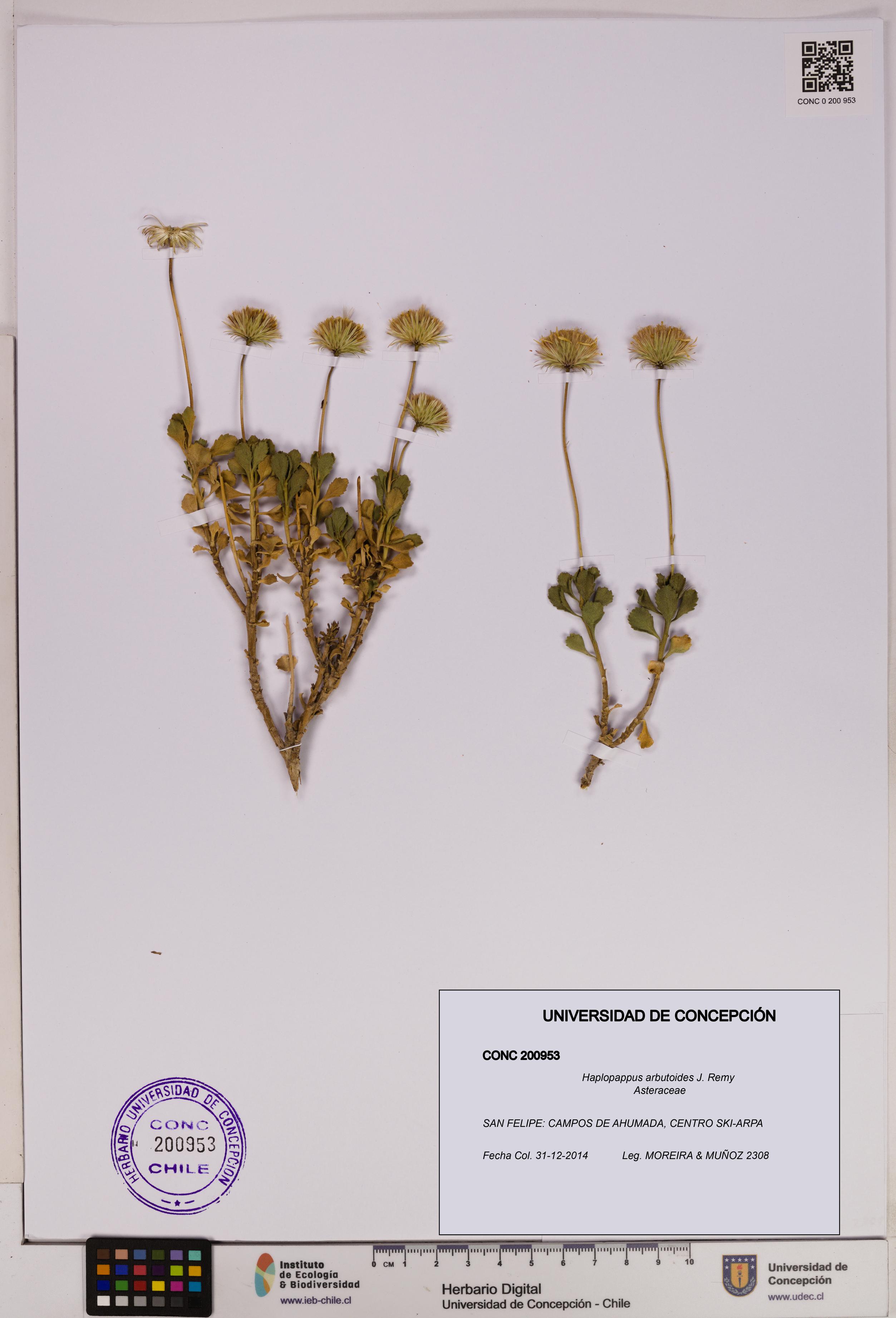 Haplopappus arbutoides [Espécimen: UDEC:CONC:0200953]