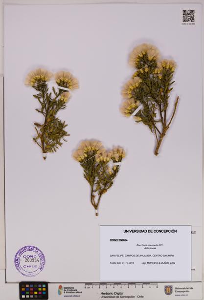 Baccharis intermedia [Espécimen: UDEC:CONC:0200954]