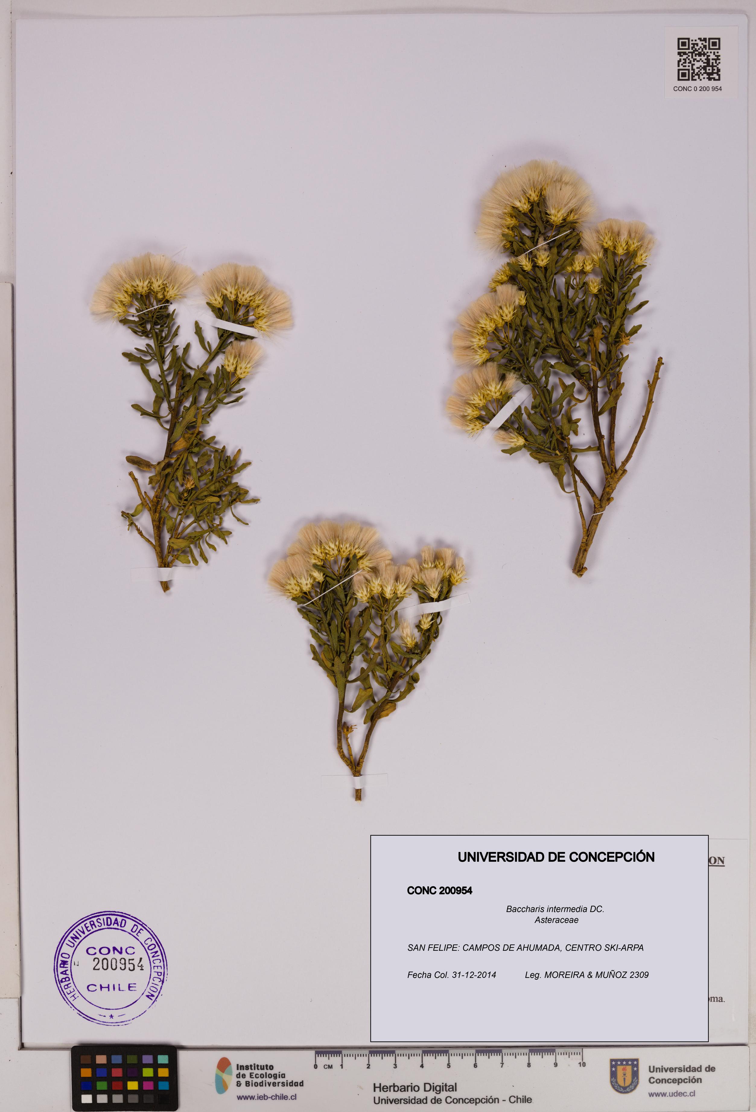 Baccharis intermedia [Espécimen: UDEC:CONC:0200954]