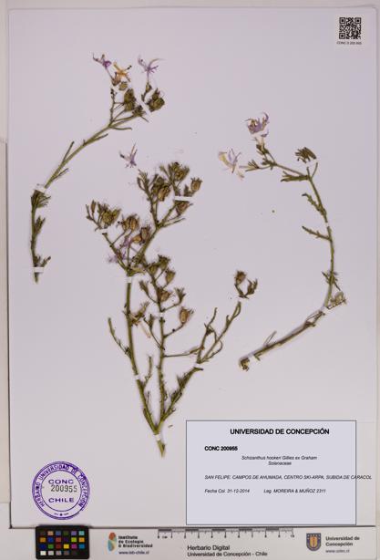 Schizanthus hookeri [Espécimen: UDEC:CONC:0200955]