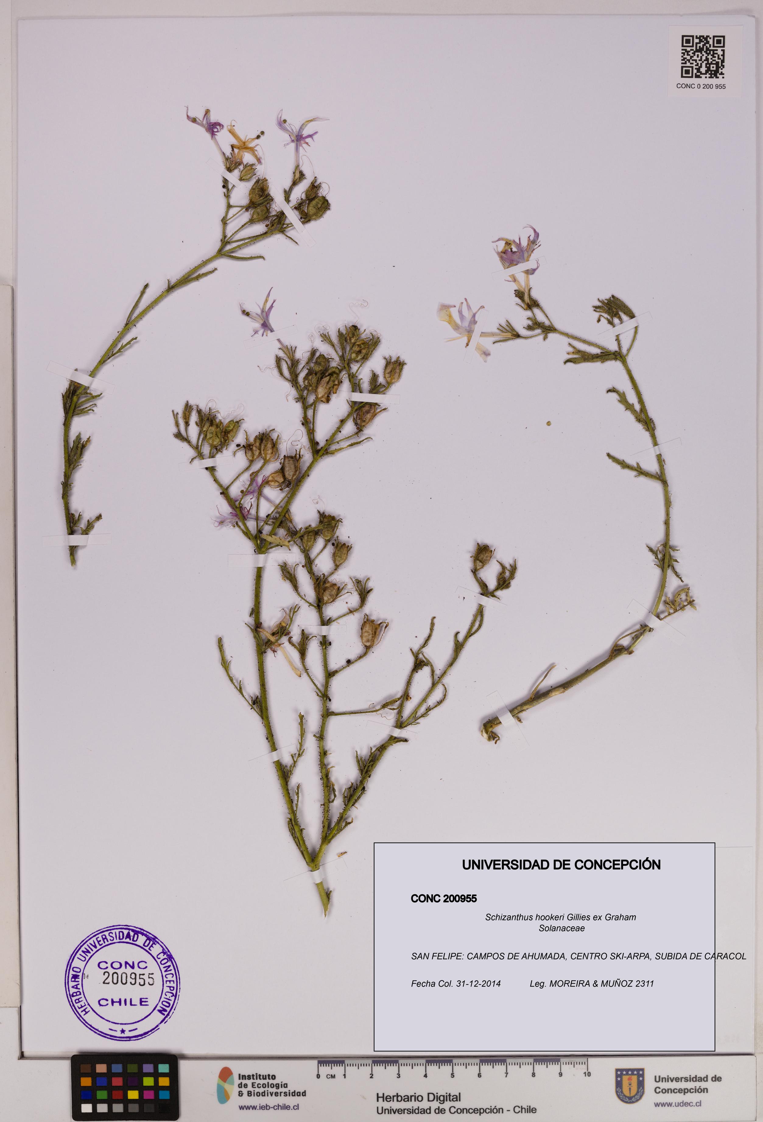 Schizanthus hookeri [Espécimen: UDEC:CONC:0200955]