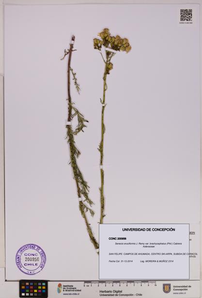 Senecio eruciformis var. brachycephalus [Espécimen: UDEC:CONC:0200956]