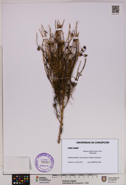 Senecio farinifer [Espécimen: UDEC:CONC:0200957]
