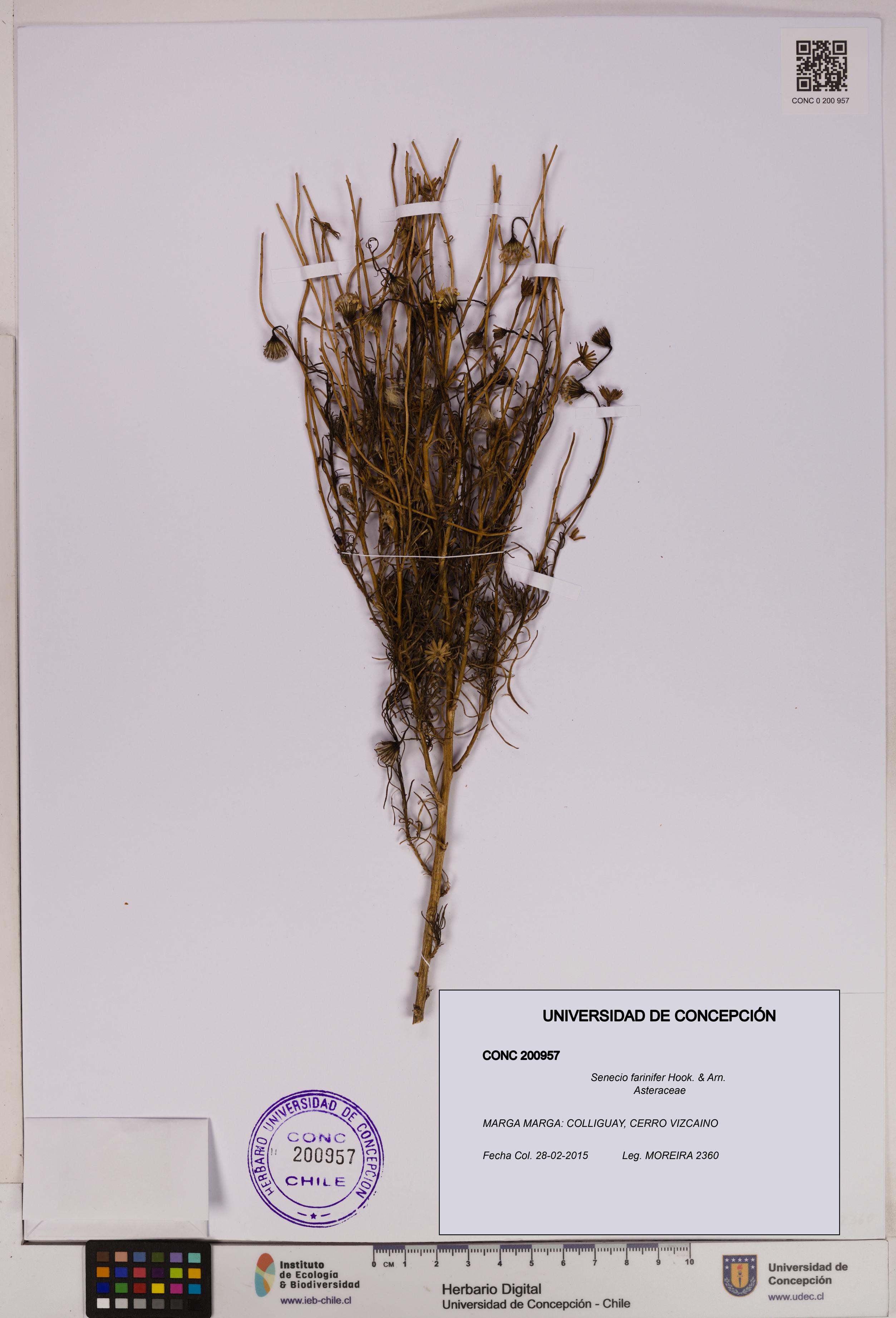 Senecio farinifer [Espécimen: UDEC:CONC:0200957]