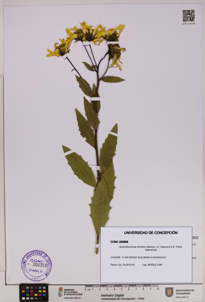Austroflourensia thurifera [Espécimen: UDEC:CONC:0200958]