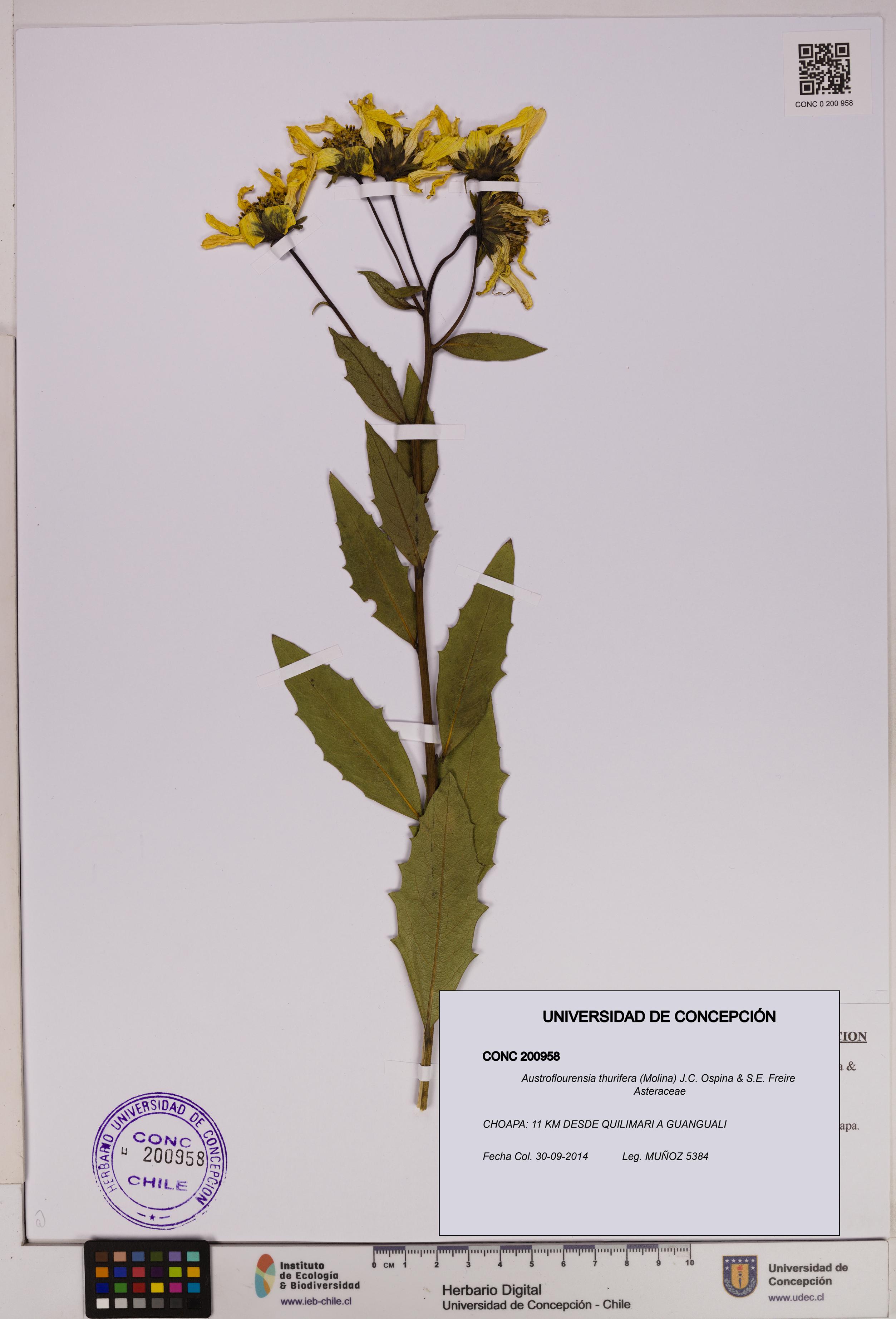 Austroflourensia thurifera [Espécimen: UDEC:CONC:0200958]