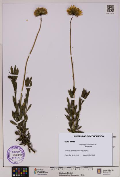 Haplopappus pulchellus [Espécimen: UDEC:CONC:0200959]