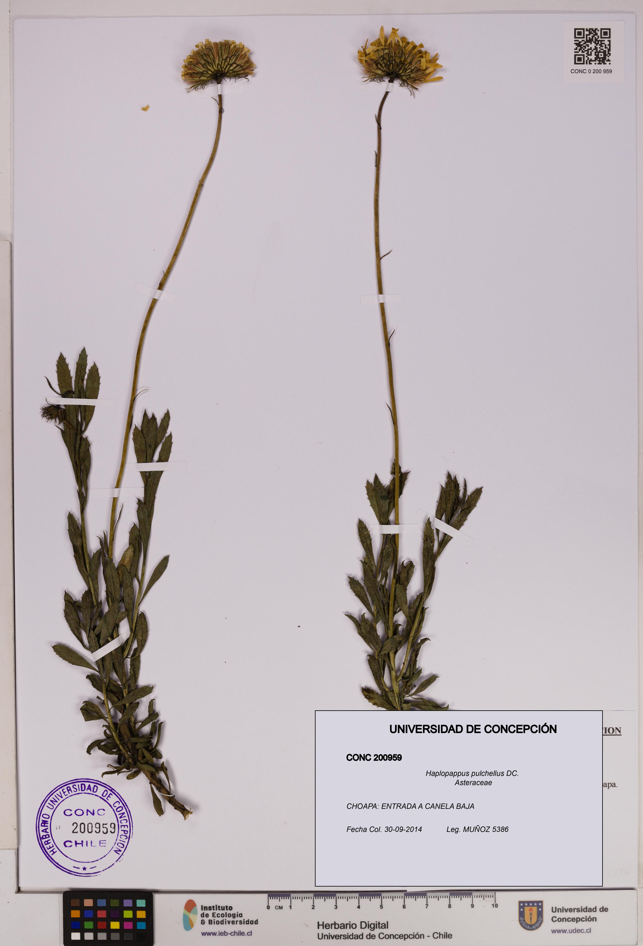 Haplopappus pulchellus [Espécimen: UDEC:CONC:0200959]