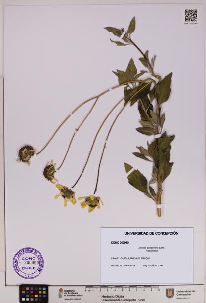 Encelia canescens [Espécimen: UDEC:CONC:0200960]