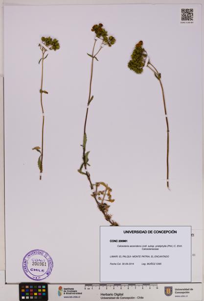 Calceolaria ascendens [Espécimen: UDEC:CONC:0200961]