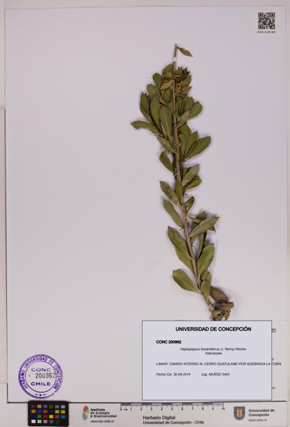 Haplopappus bezanillanus [Espécimen: UDEC:CONC:0200962]