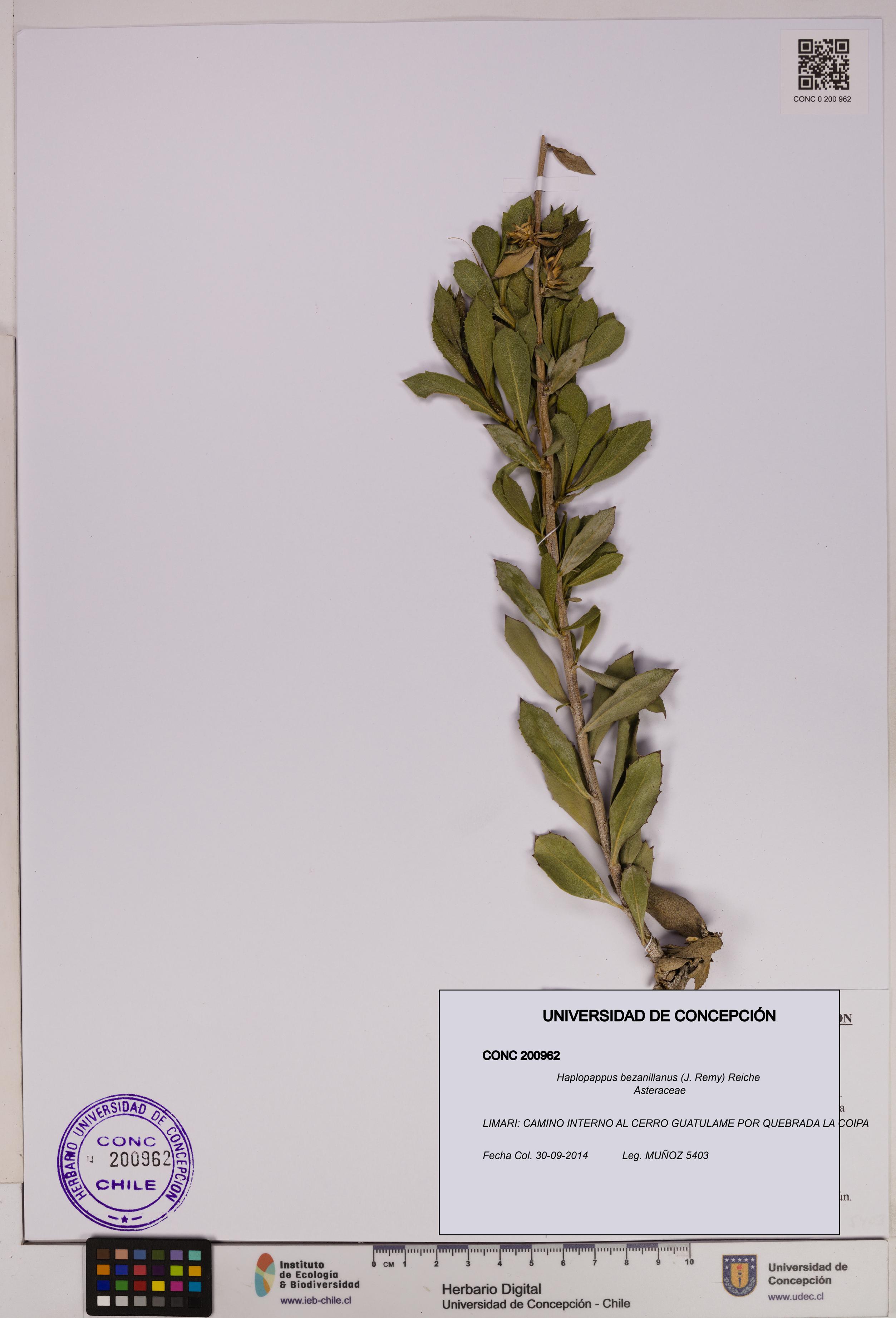 Haplopappus bezanillanus [Espécimen: UDEC:CONC:0200962]