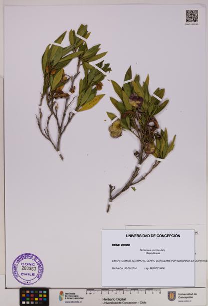 Dodonaea viscosa [Espécimen: UDEC:CONC:0200963]