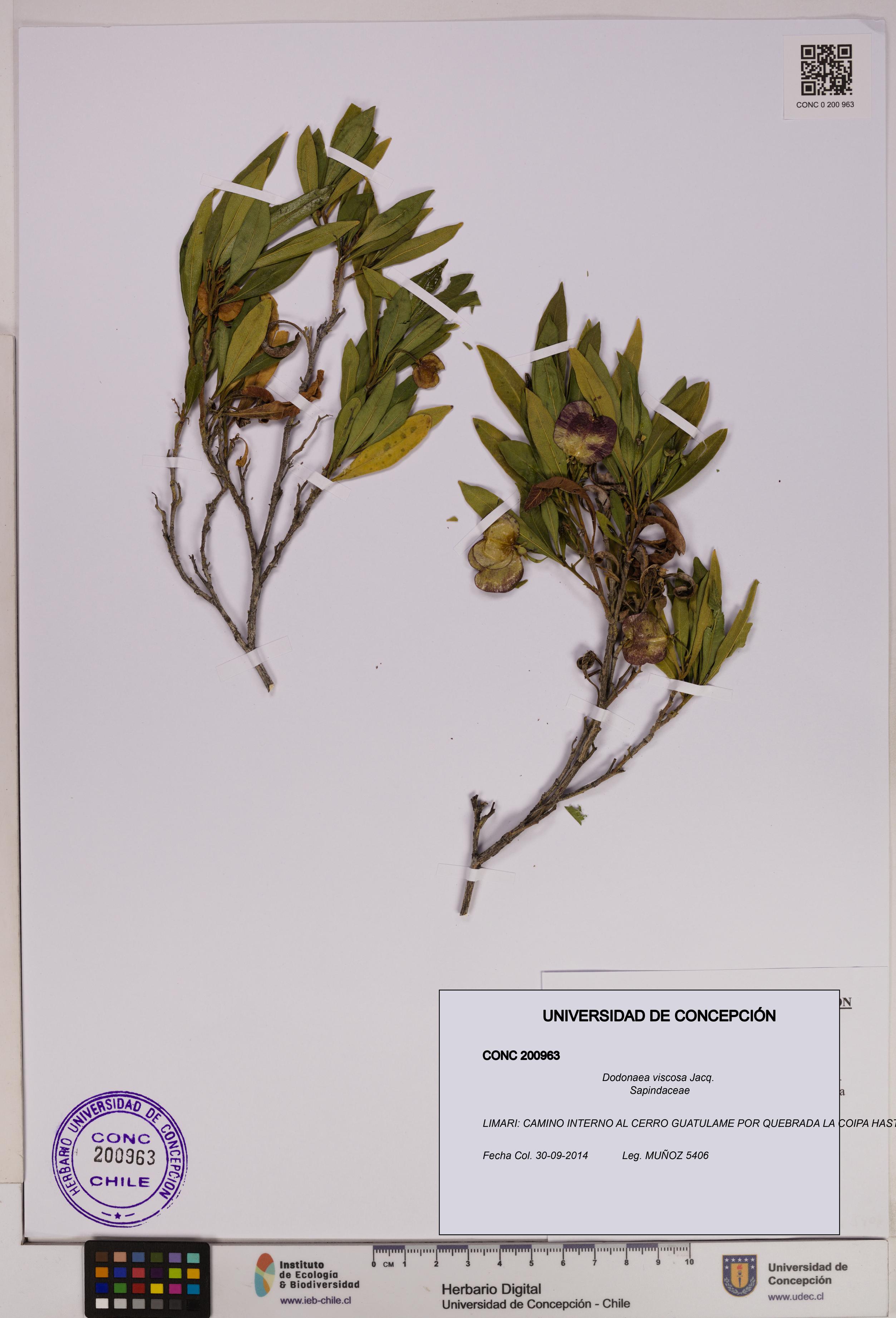 Dodonaea viscosa [Espécimen: UDEC:CONC:0200963]