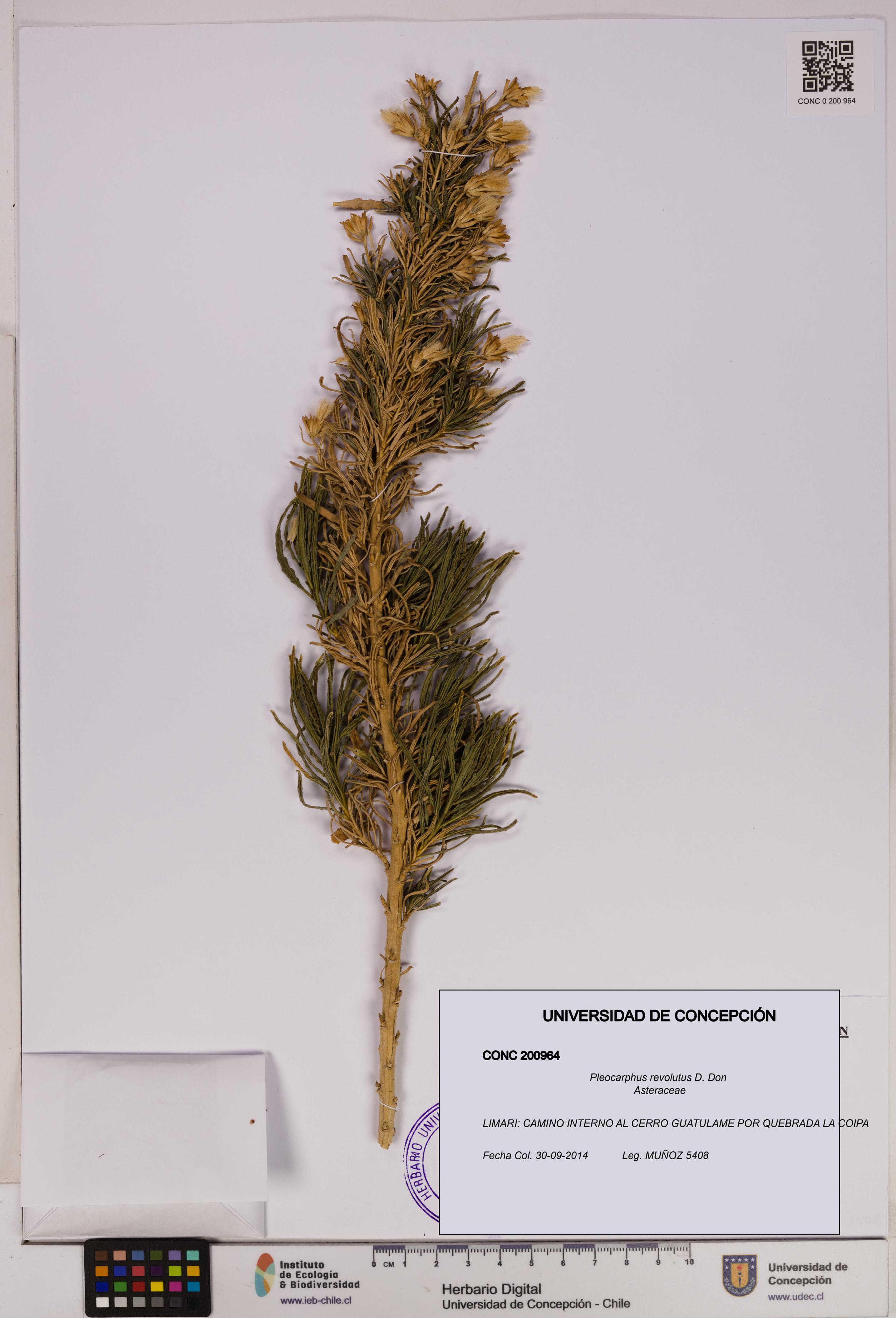 Pleocarphus revolutus [Espécimen: UDEC:CONC:0200964]