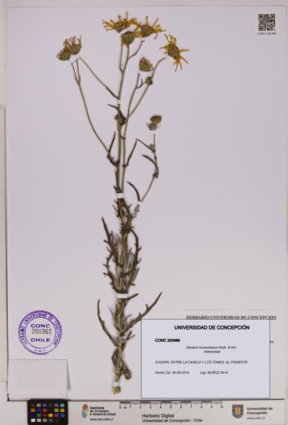 Senecio brunonianus [Espécimen: UDEC:CONC:0200966]
