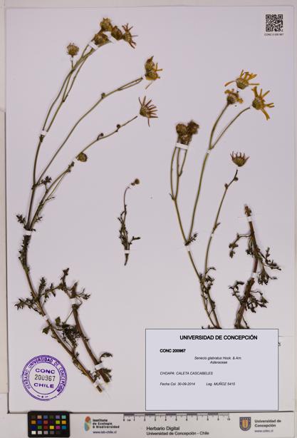 Senecio glabratus [Espécimen: UDEC:CONC:0200967]