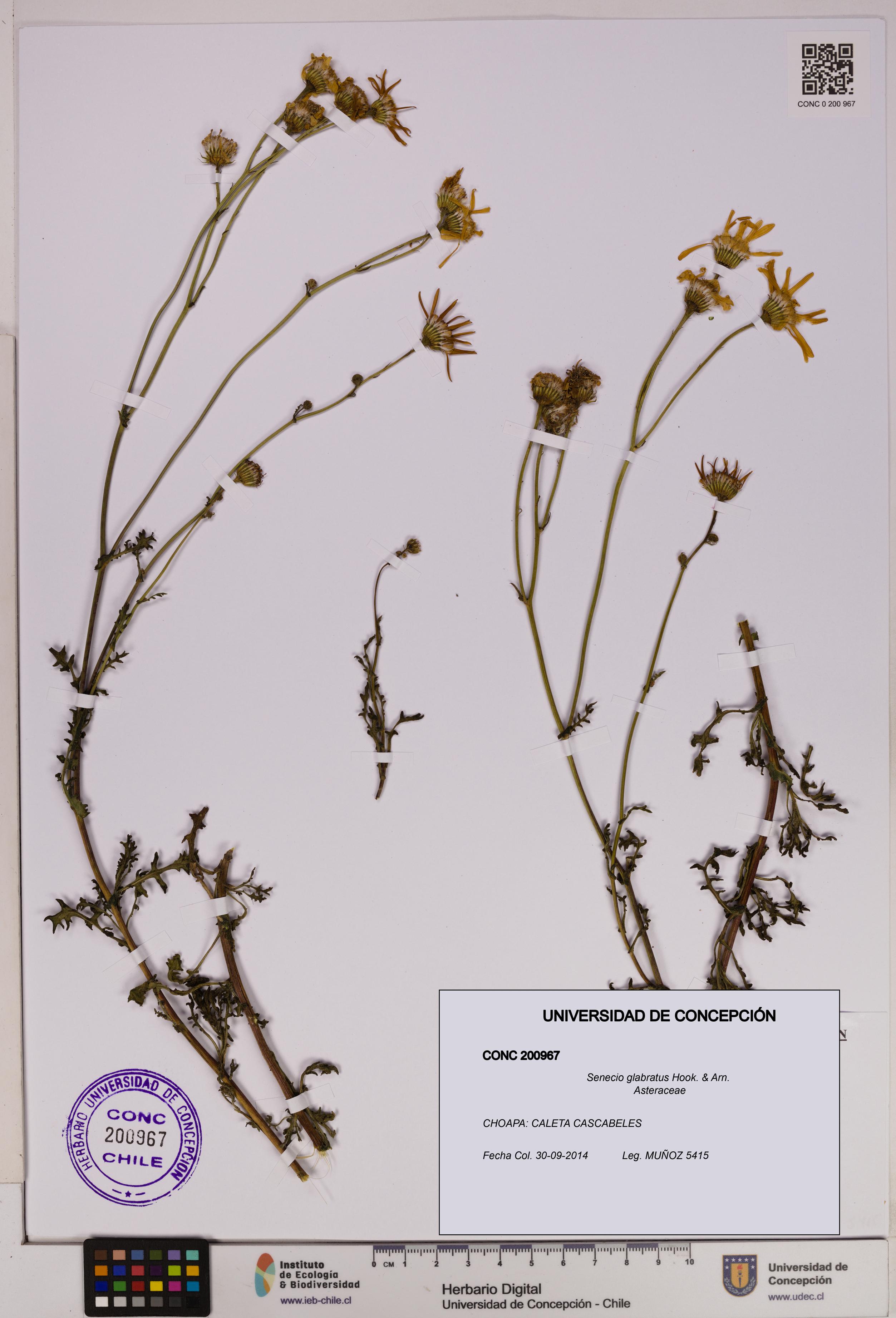 Senecio glabratus [Espécimen: UDEC:CONC:0200967]