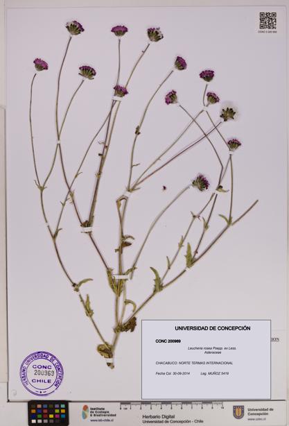 Leucheria rosea [Espécimen: UDEC:CONC:0200969]