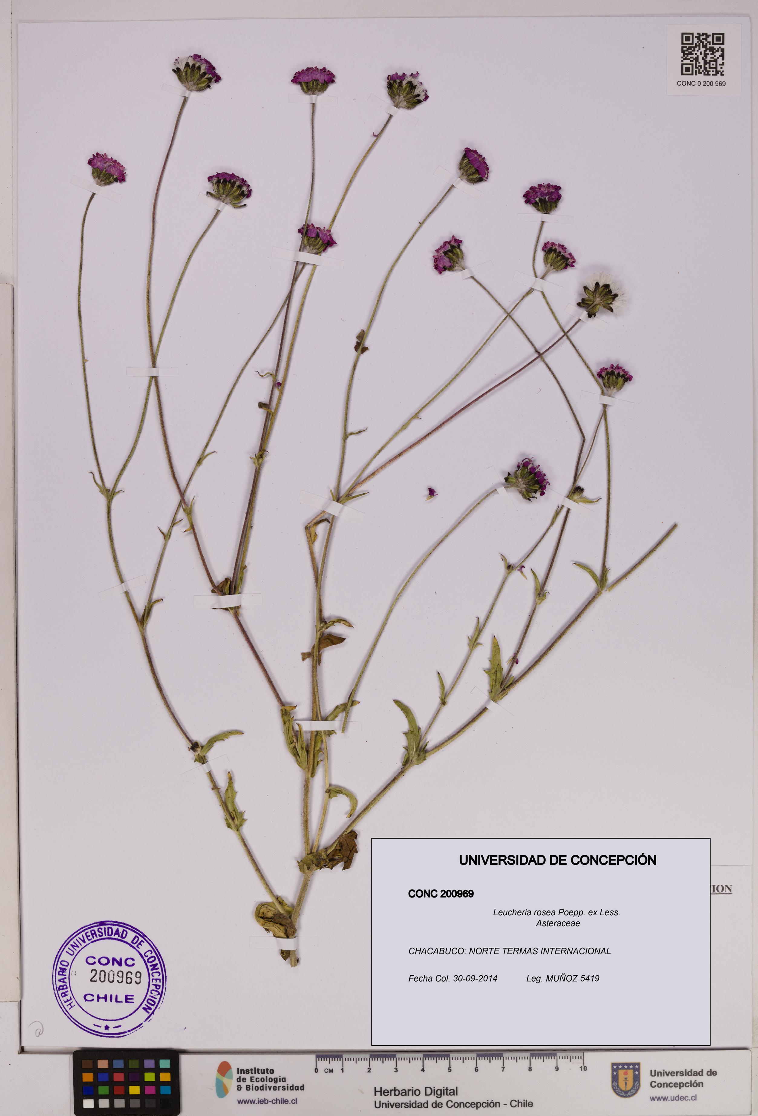 Leucheria rosea [Espécimen: UDEC:CONC:0200969]