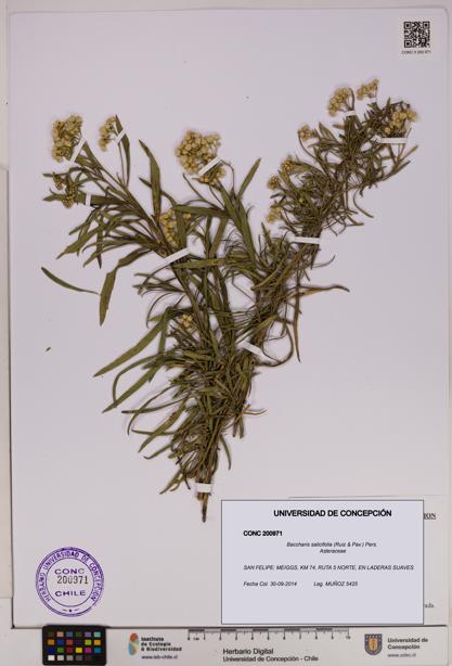 Baccharis salicifolia [Espécimen: UDEC:CONC:0200971]