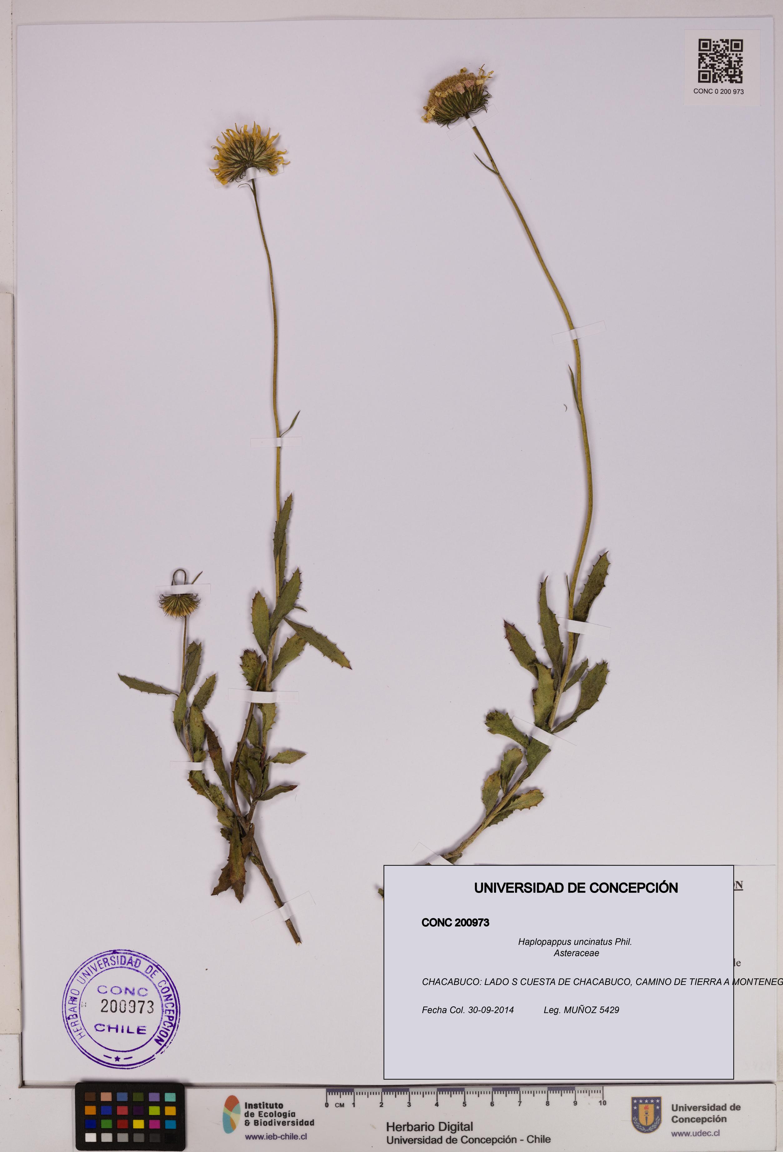 Haplopappus uncinatus [Espécimen: UDEC:CONC:0200973]