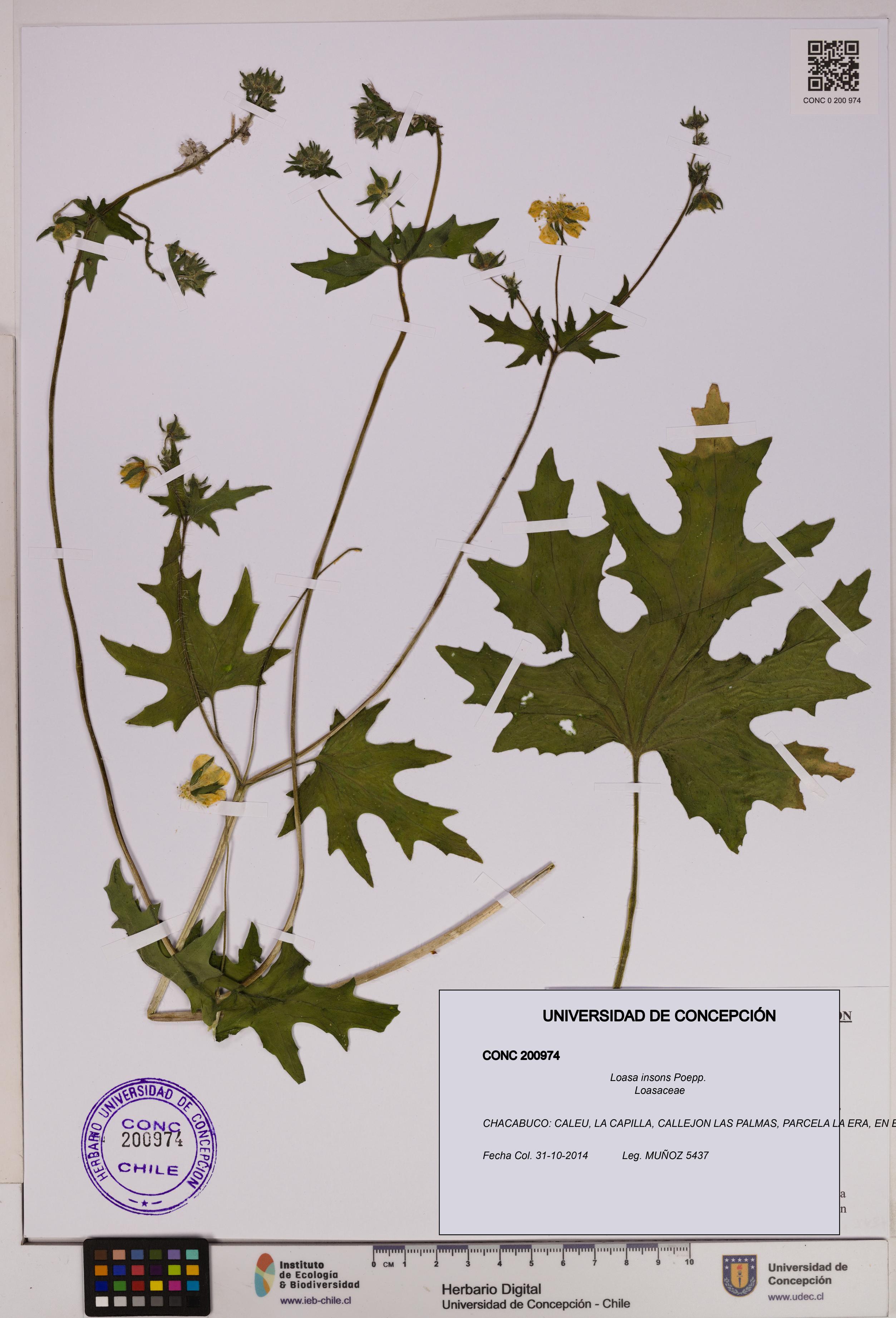 Loasa insons [Espécimen: UDEC:CONC:0200974]