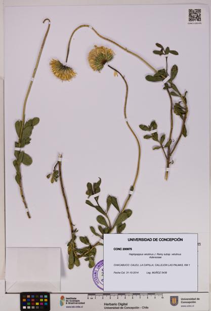 Haplopappus velutinus subsp. velutinus [Espécimen: UDEC:CONC:0200975]