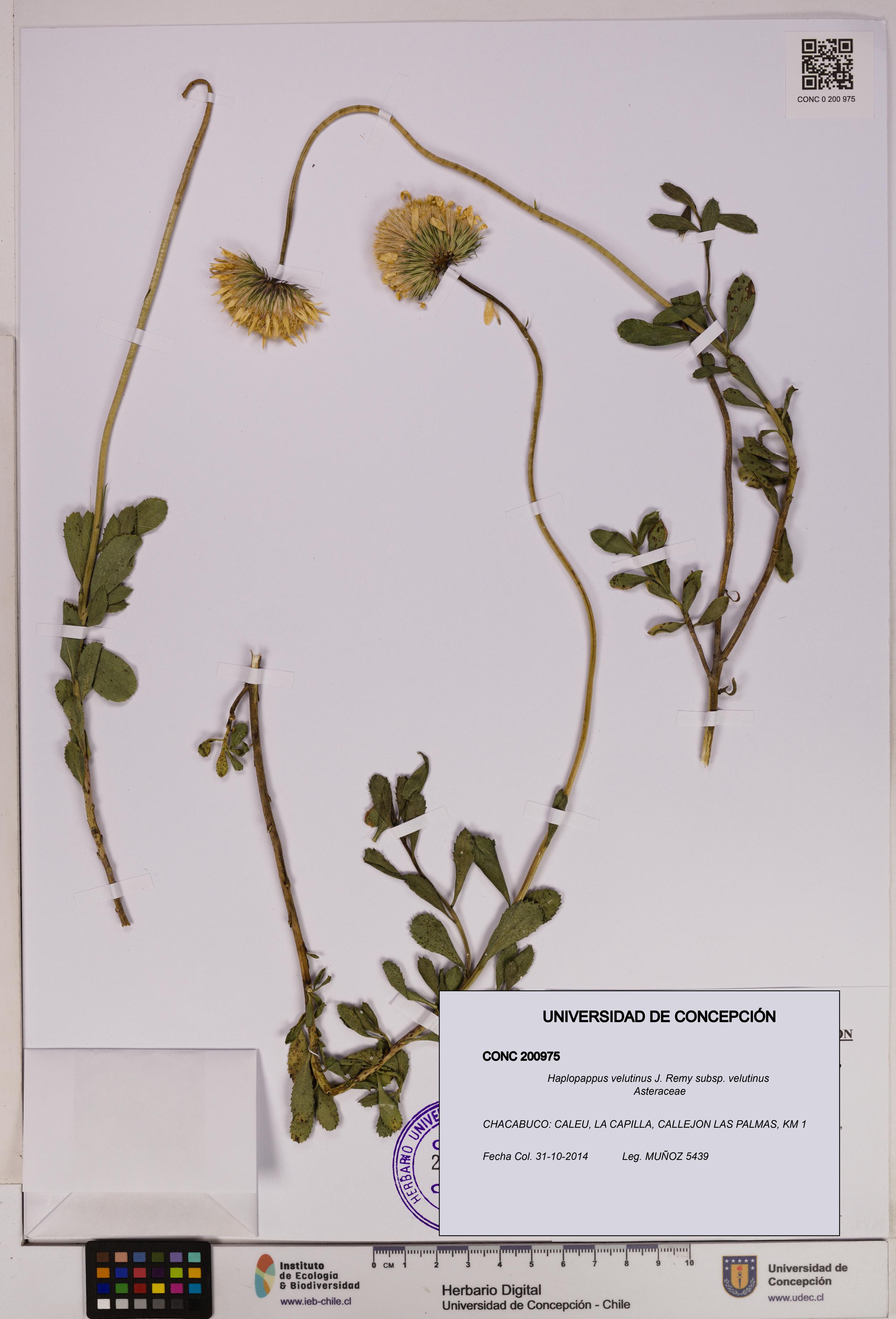 Haplopappus velutinus subsp. velutinus [Espécimen: UDEC:CONC:0200975]