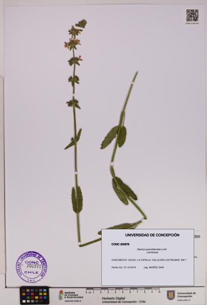 Stachys grandidentata [Espécimen: UDEC:CONC:0200976]