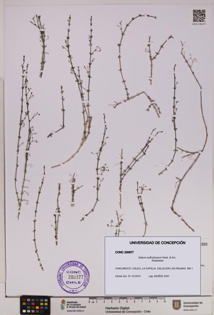 Galium suffruticosum [Espécimen: UDEC:CONC:0200977]