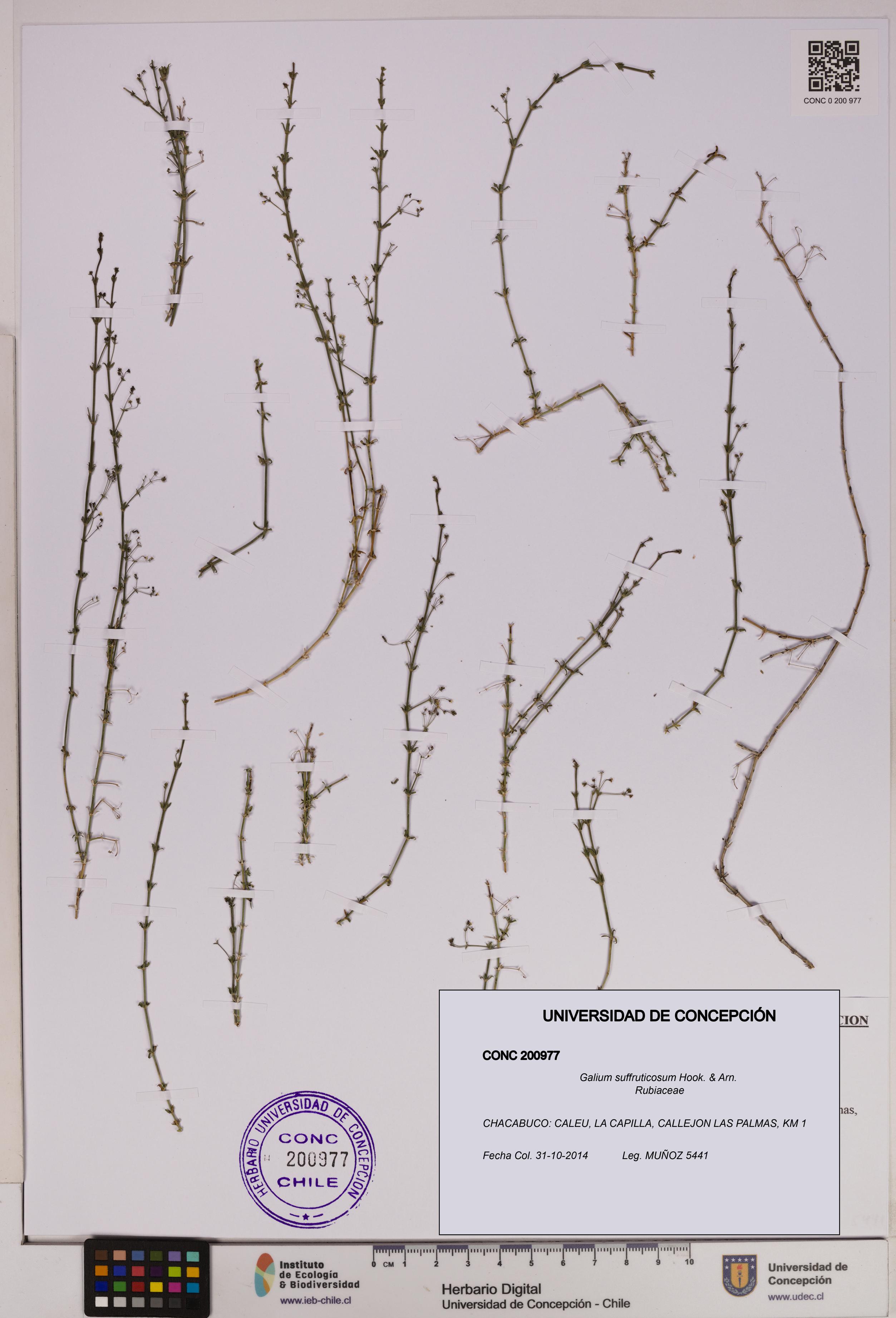 Galium suffruticosum [Espécimen: UDEC:CONC:0200977]
