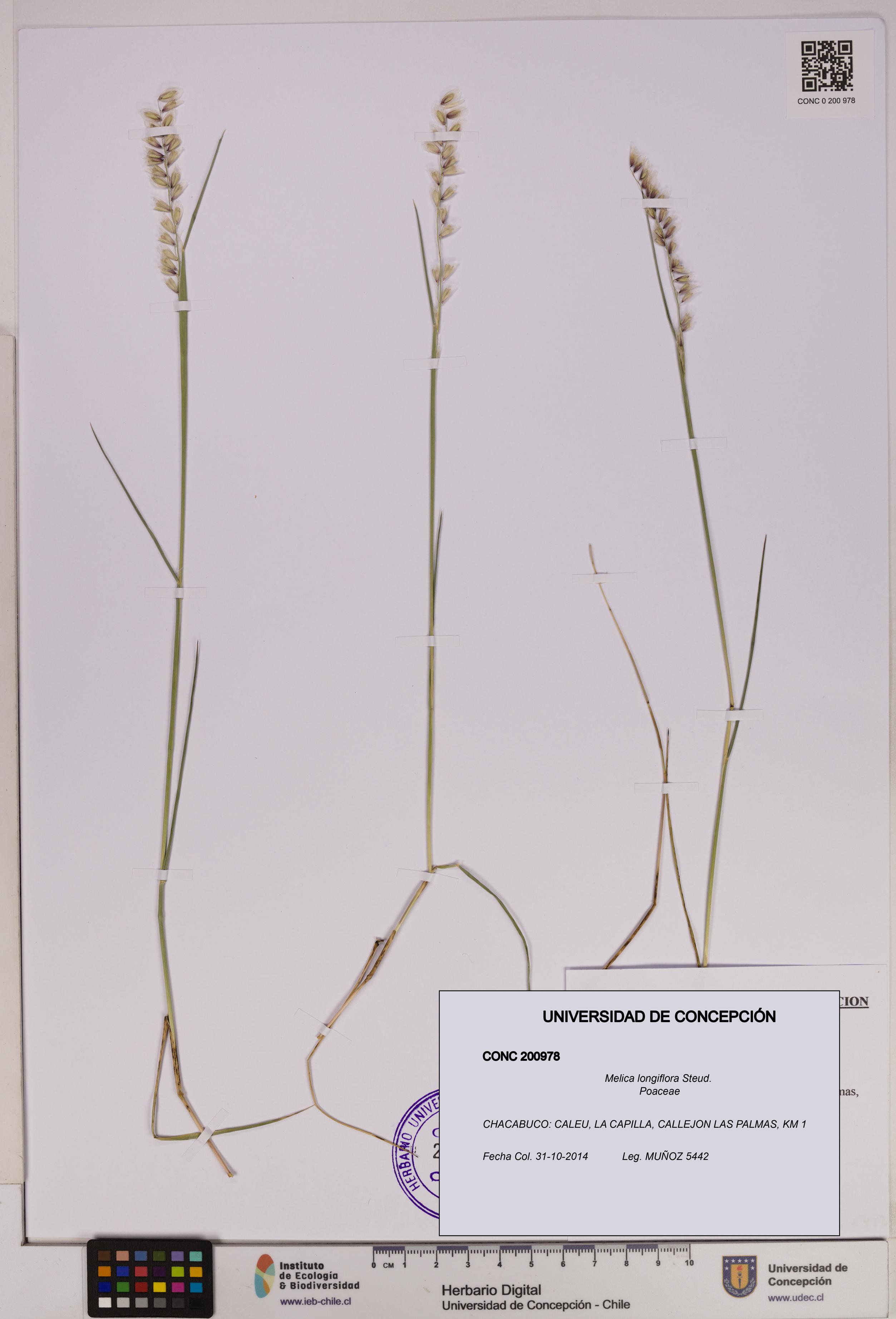 Melica longiflora [Espécimen: UDEC:CONC:0200978]