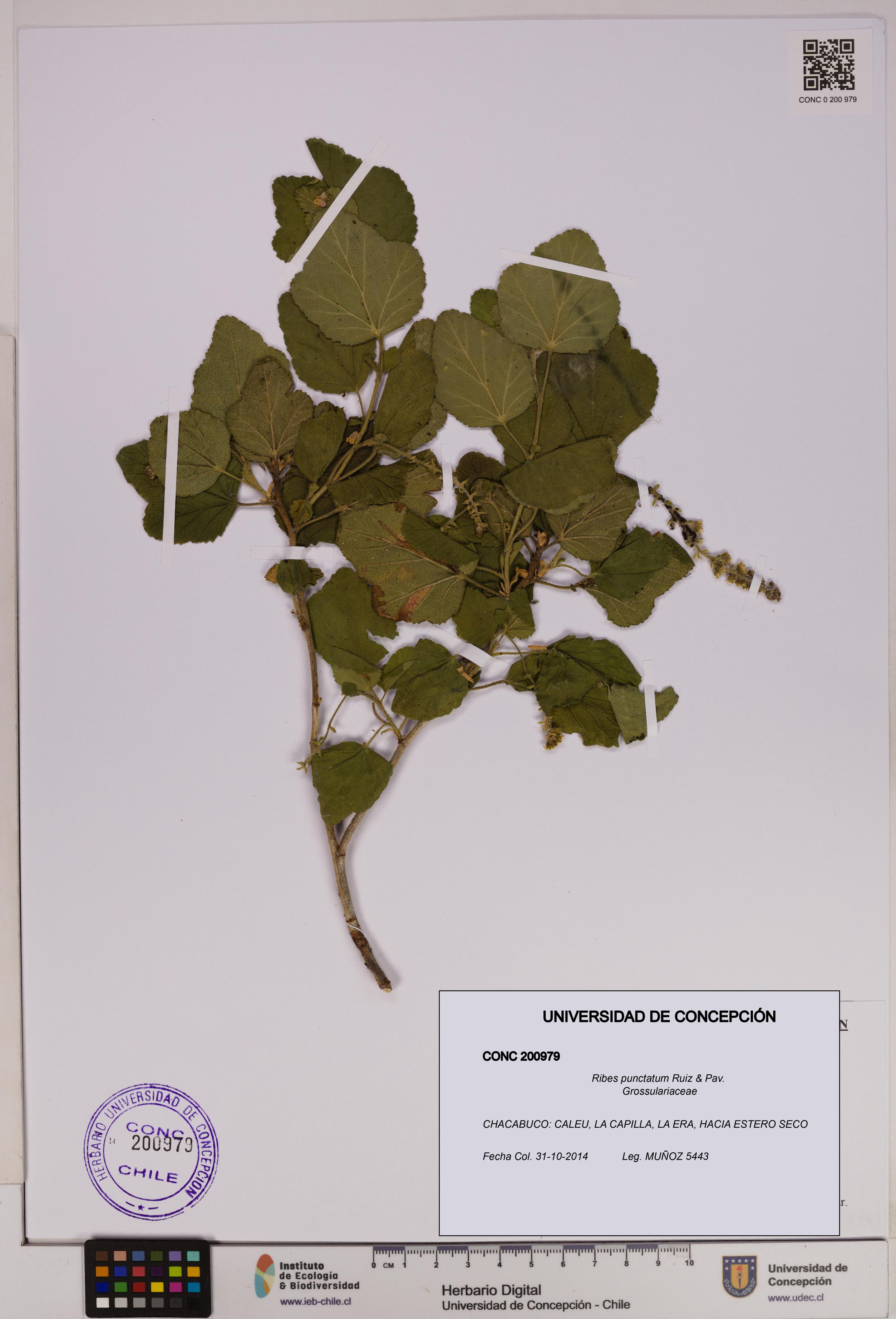 Ribes punctatum [Espécimen: UDEC:CONC:0200979]