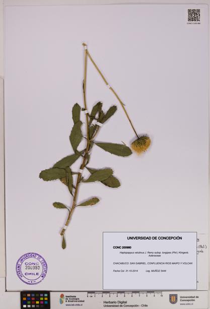 Haplopappus velutinus subsp. longipes [Espécimen: UDEC:CONC:0200980]